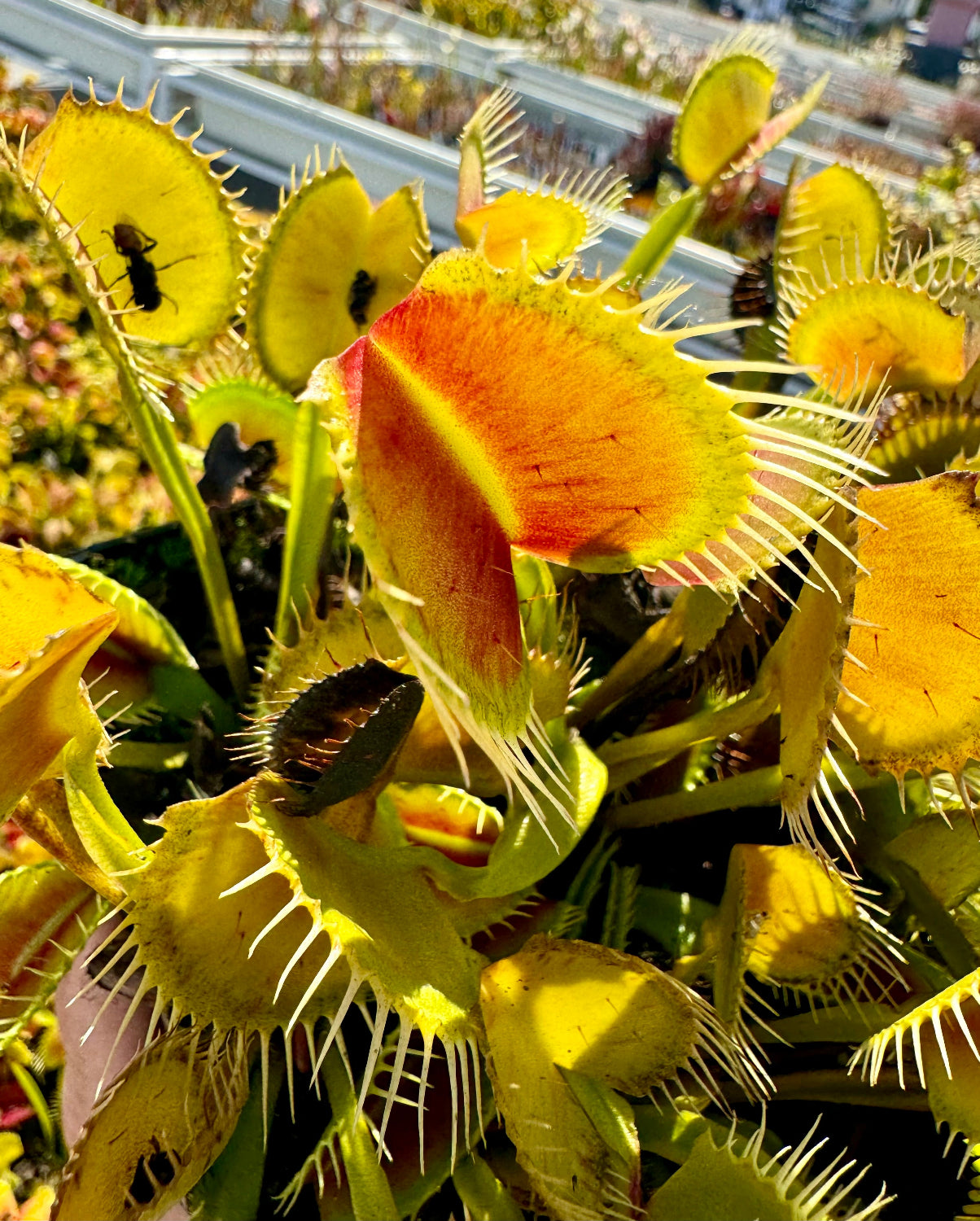 Dionaea DC-XL Venus Flytrap