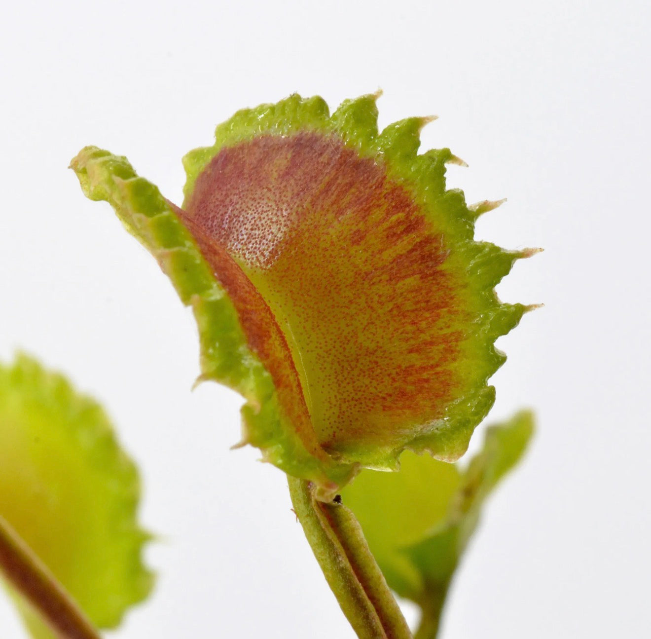 Dionaea Damballa Venus Flytrap trap up close