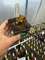 Dionaea Damballa Venus Flytrap plant