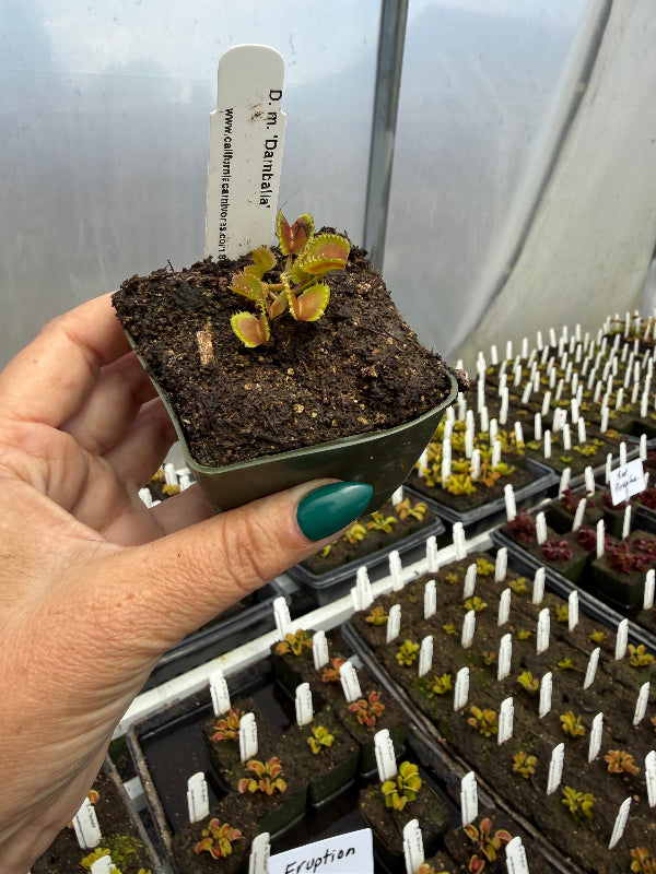 Dionaea Damballa Venus Flytrap plant