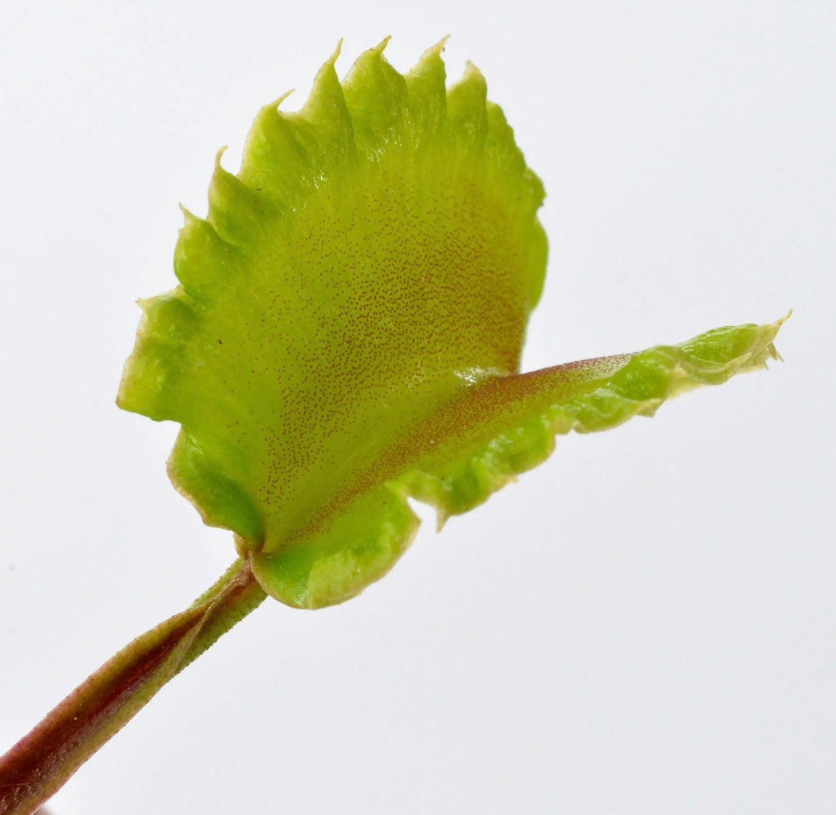 Dionaea Damballa Venus Flytrap trap up cloe