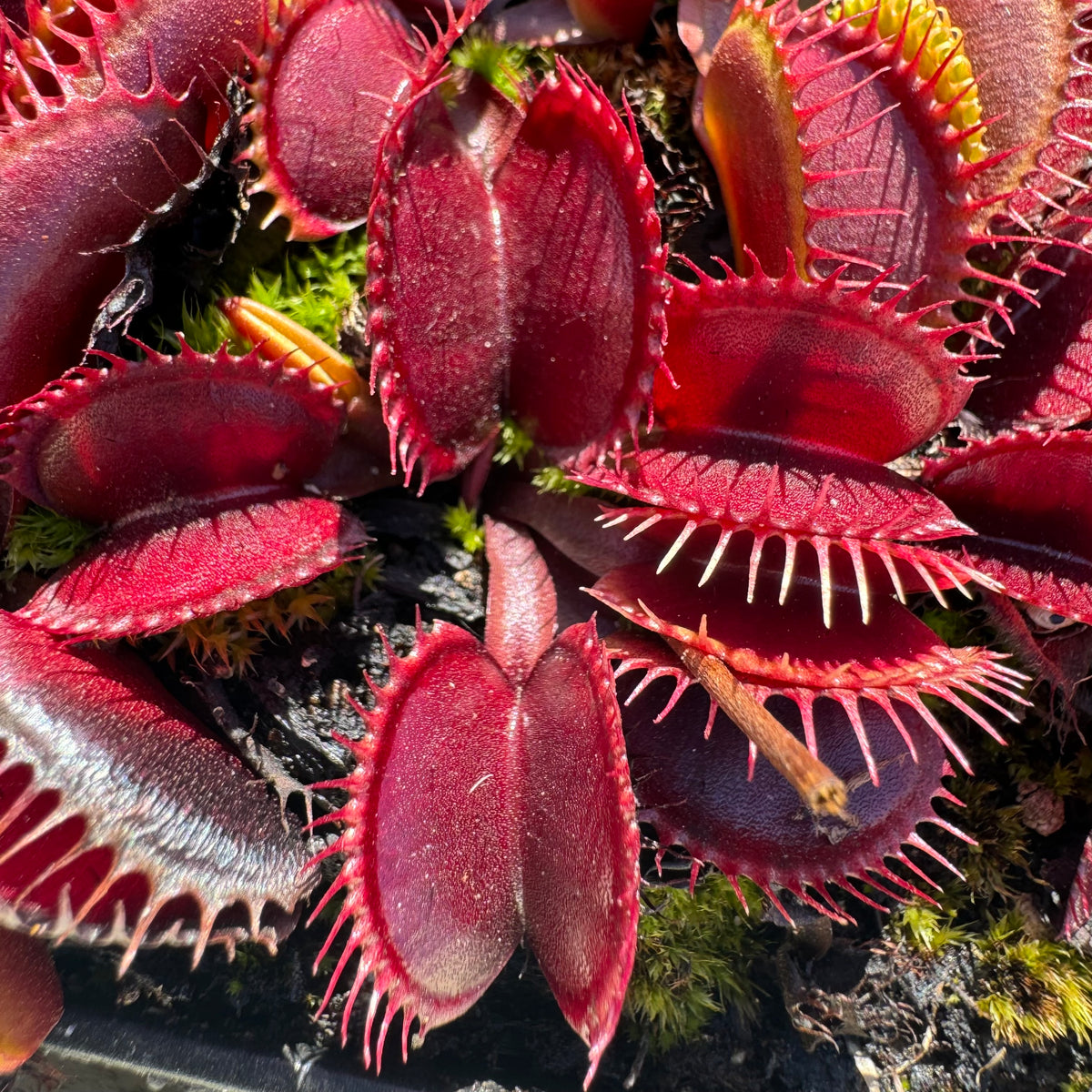 A close-up image of Dionaea m. 'Dark Knight', showing its red, Venus flytrap leaves with visible teeth-like structures.
