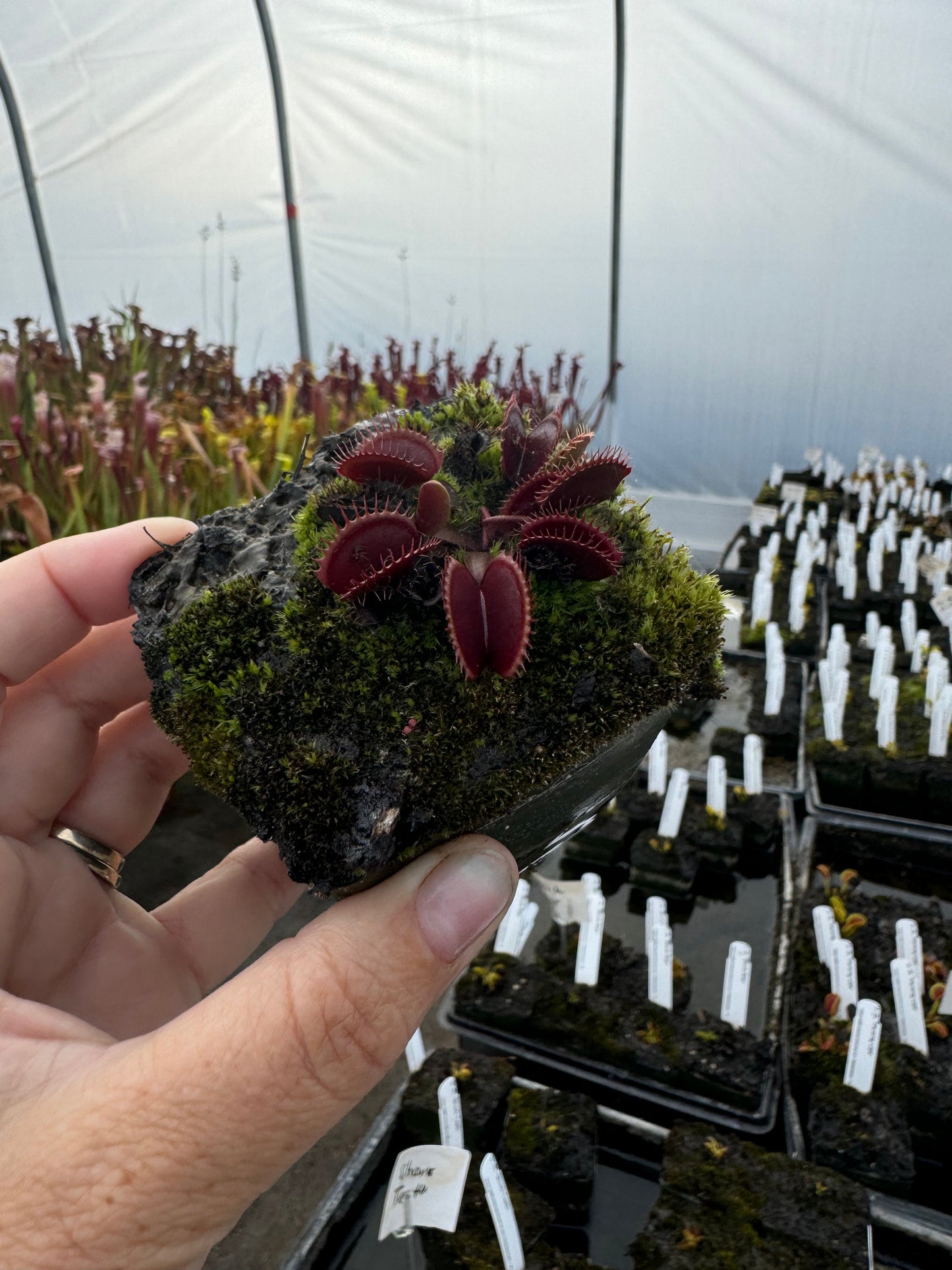 A hand hold a red Venus flytrap in a greenhouse 