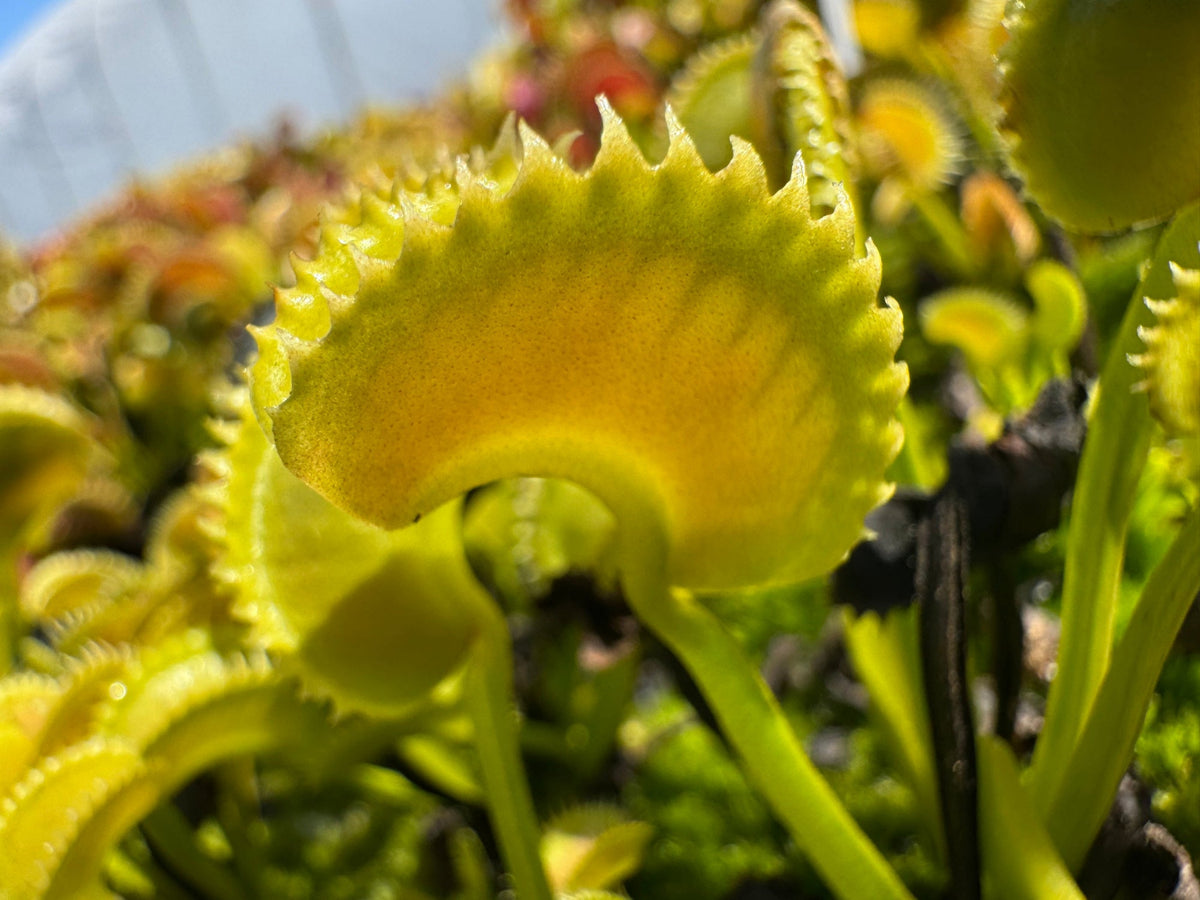 Close-up of a Venus flytrap plant with bright yellow-green trap leaves and visible trigger hairs, photographed outdoors with a blurred background of more plants.