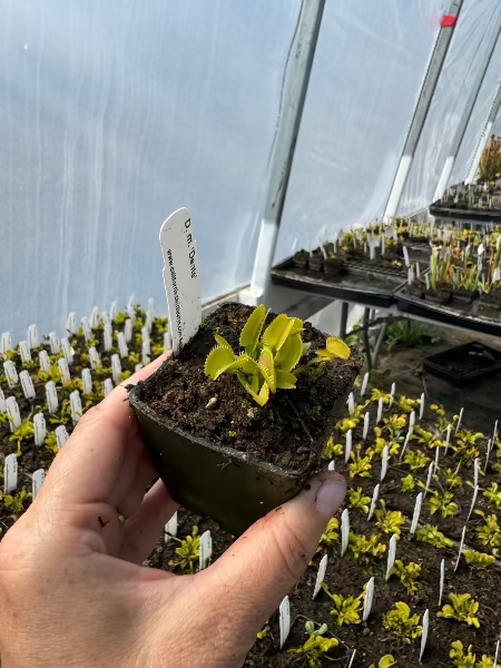 A hand holds a small potted plant with bright yellow-green leaves and a white plant tag inside a greenhouse, with rows of seedlings in the background.
