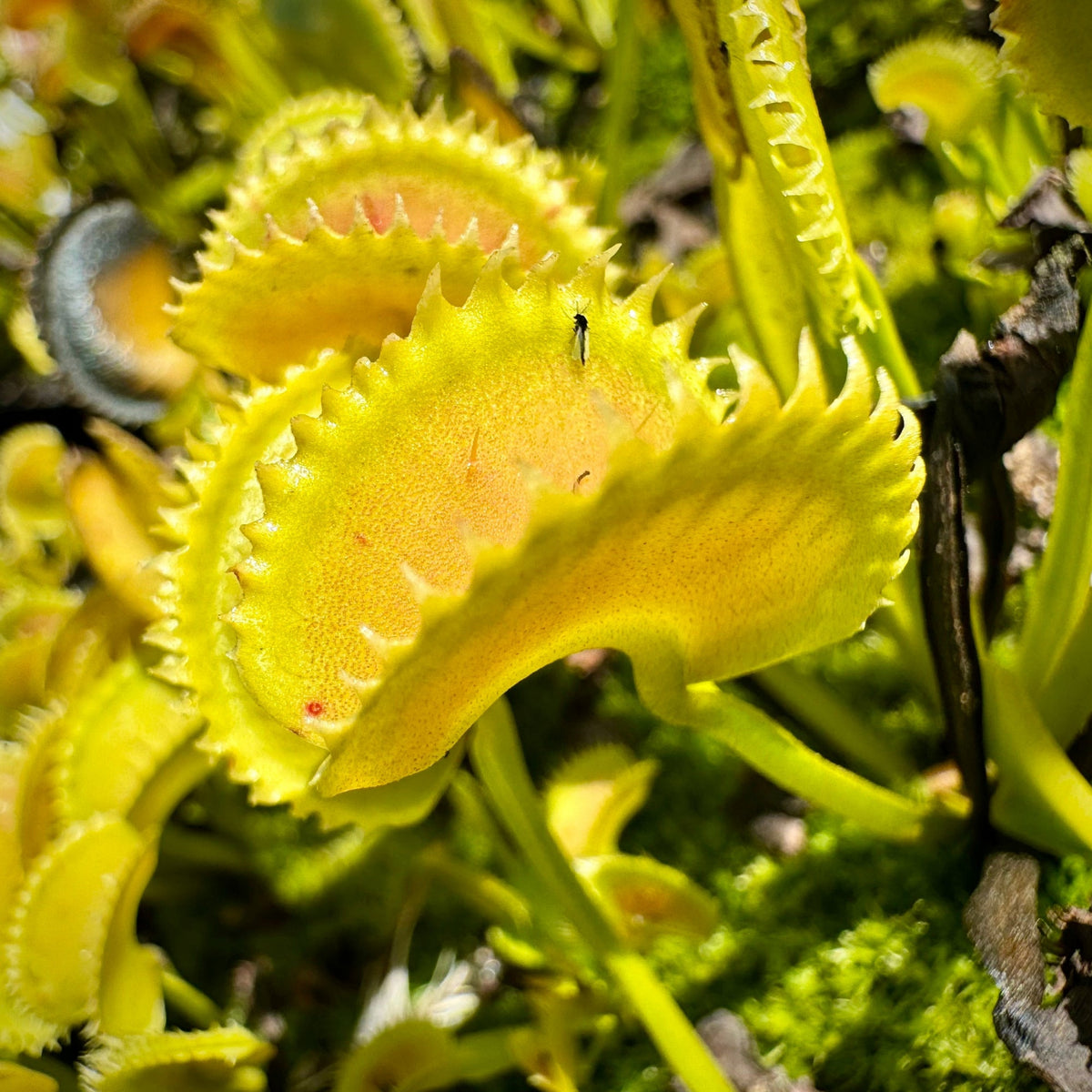 Close-up of a Venus flytrap plant with bright yellow-green trap leaves and serrated edges, growing among green moss and small dark debris.