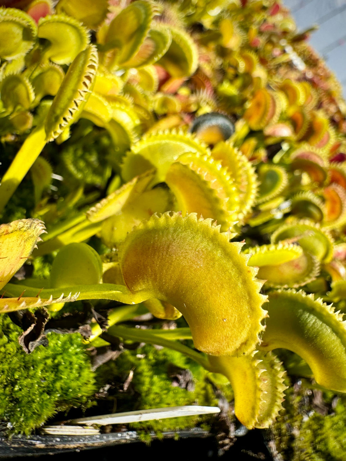 Close-up of a Venus flytrap plant with bright yellow-green trap leaves and moss in the background.