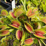 A close-up of a Venus flytrap plant with bright green trap leaves tipped in white teeth and reddish-pink inner surfaces, growing among moss and small plants.