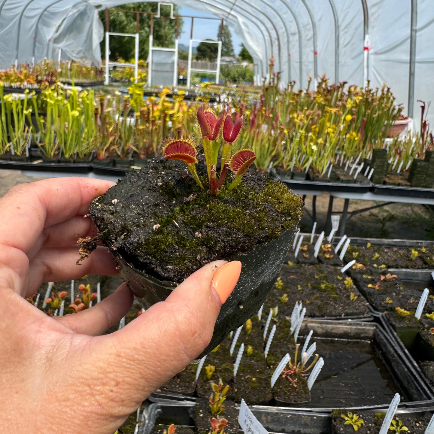 A hand holds up a red and green Venus flytrap in a pot