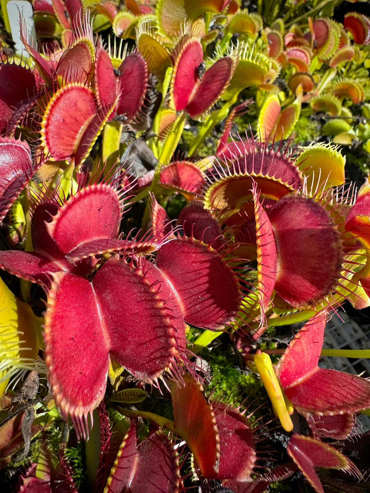 Many red Venus flytraps growing in moss