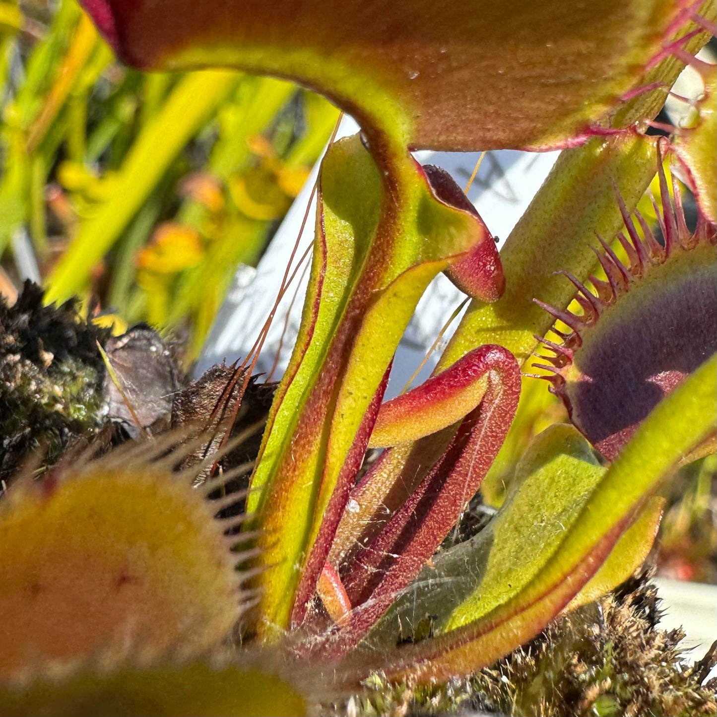 A close up of a red and green Venus flytrap petiole