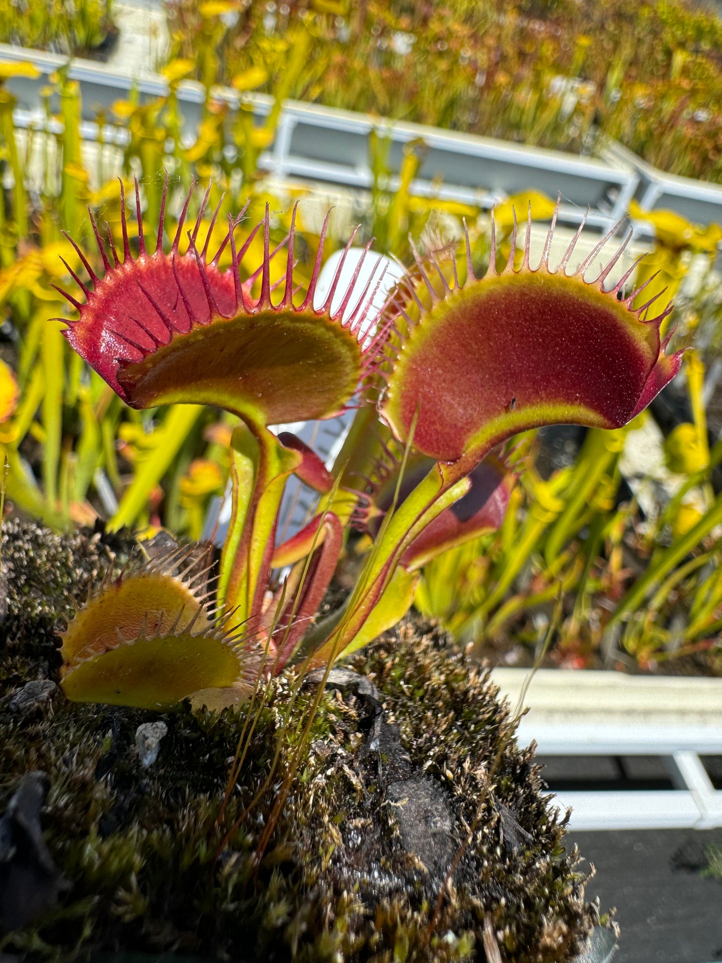 A red and green Venus flytrap grows out of a mossy pot 