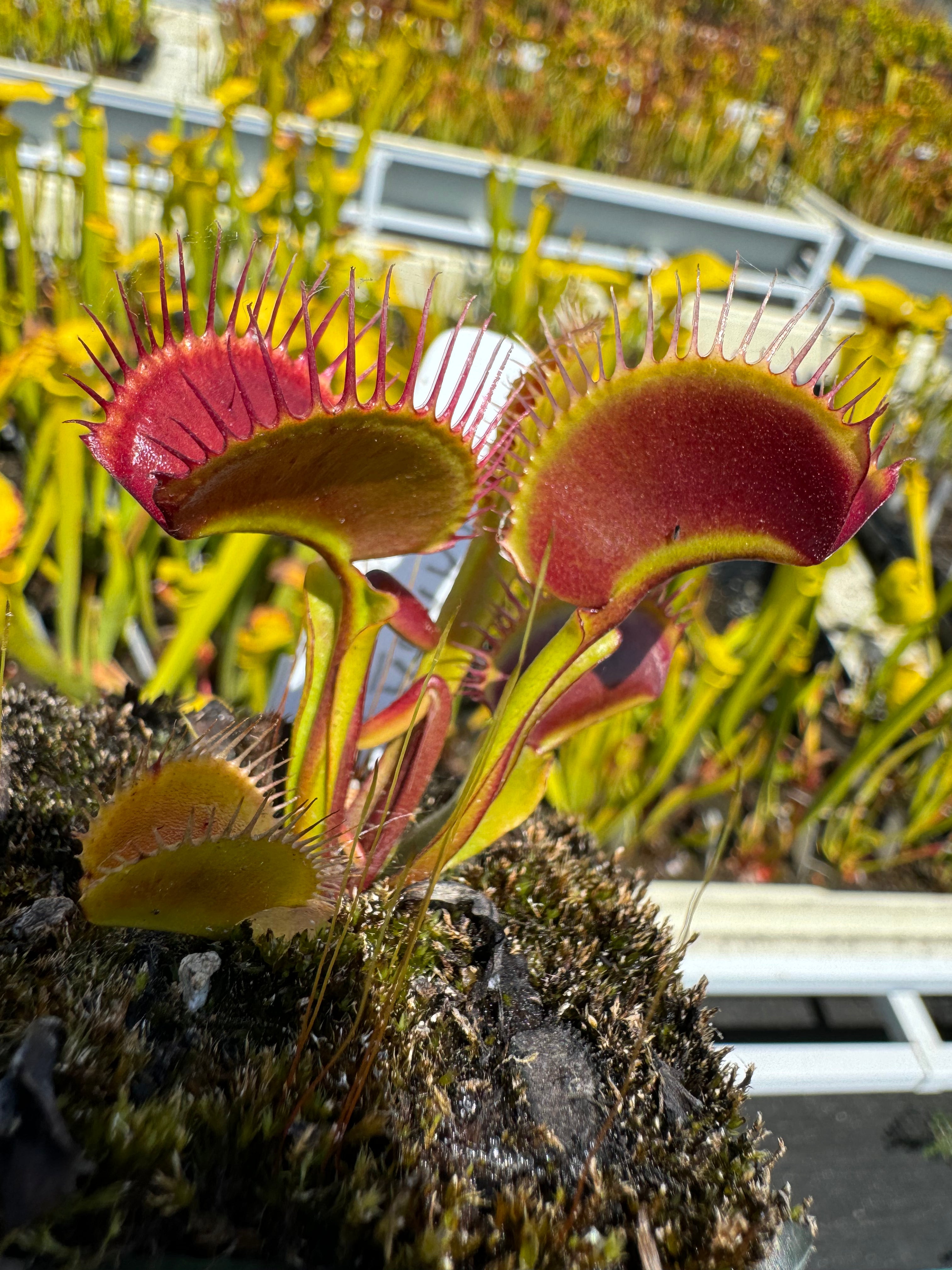 A red and green Venus flytrap grows out of a mossy pot 