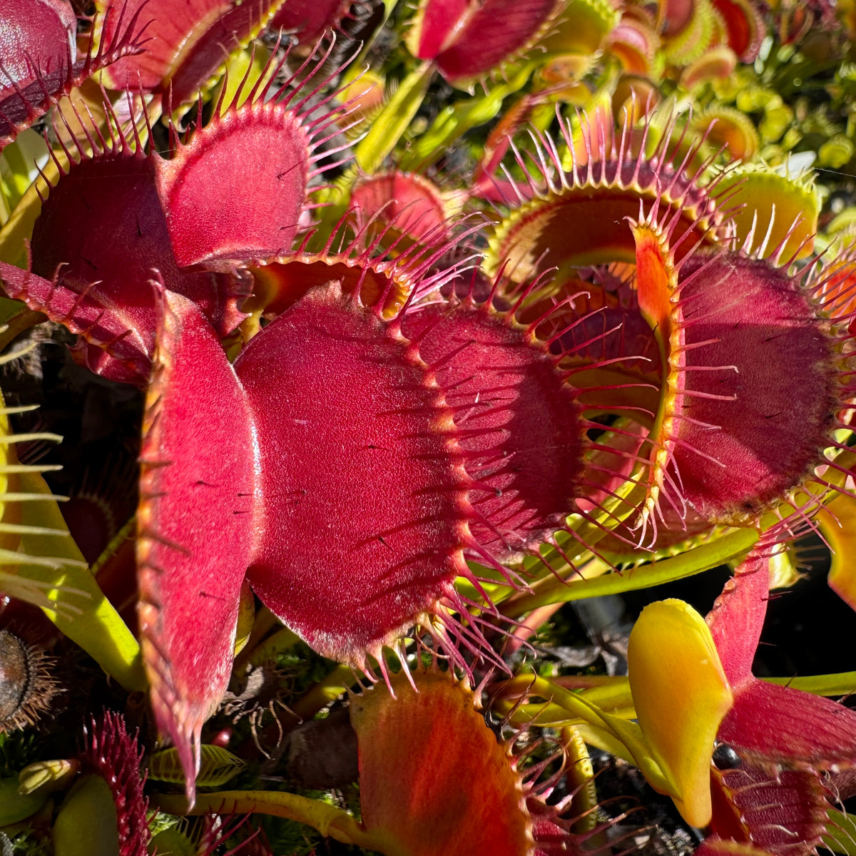 Lots of red Venus flytraps growing in a pot