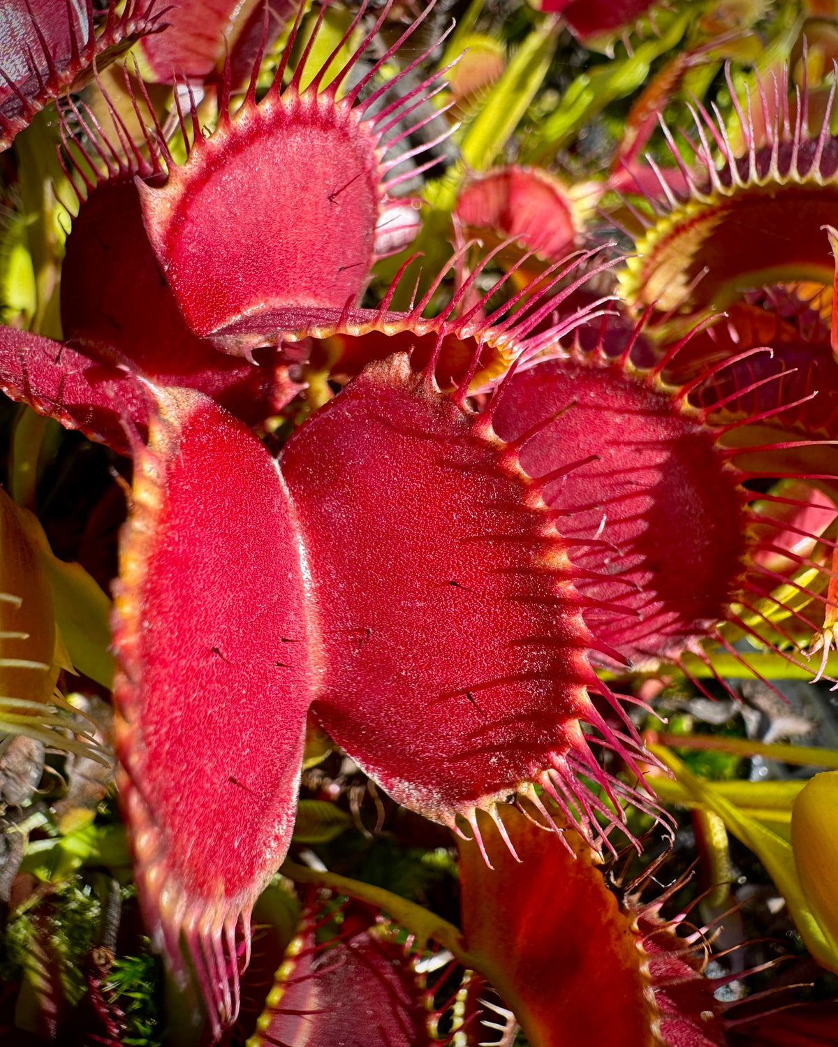 A close-up of Dionaea m. 'Dracula’s Cape' with vibrant red traps and thick petioles, showing the characteristic cape-like curl.