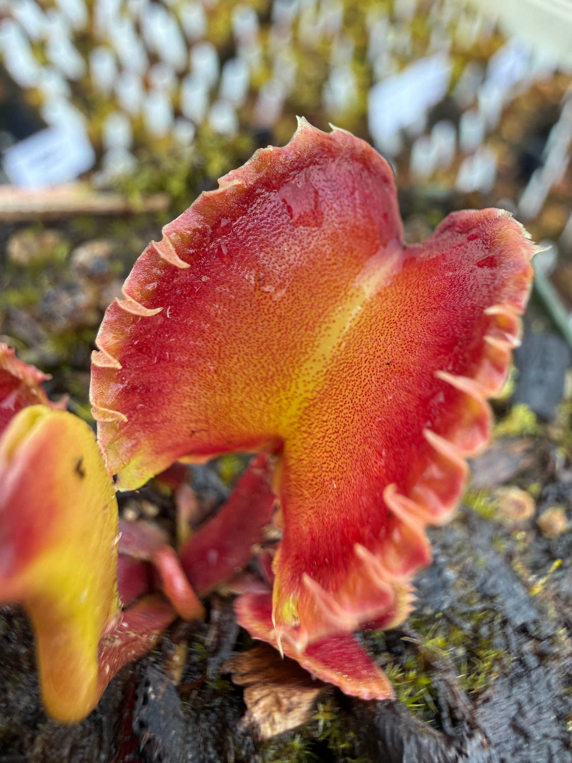 Dionaea Eruption Venus Flytrap