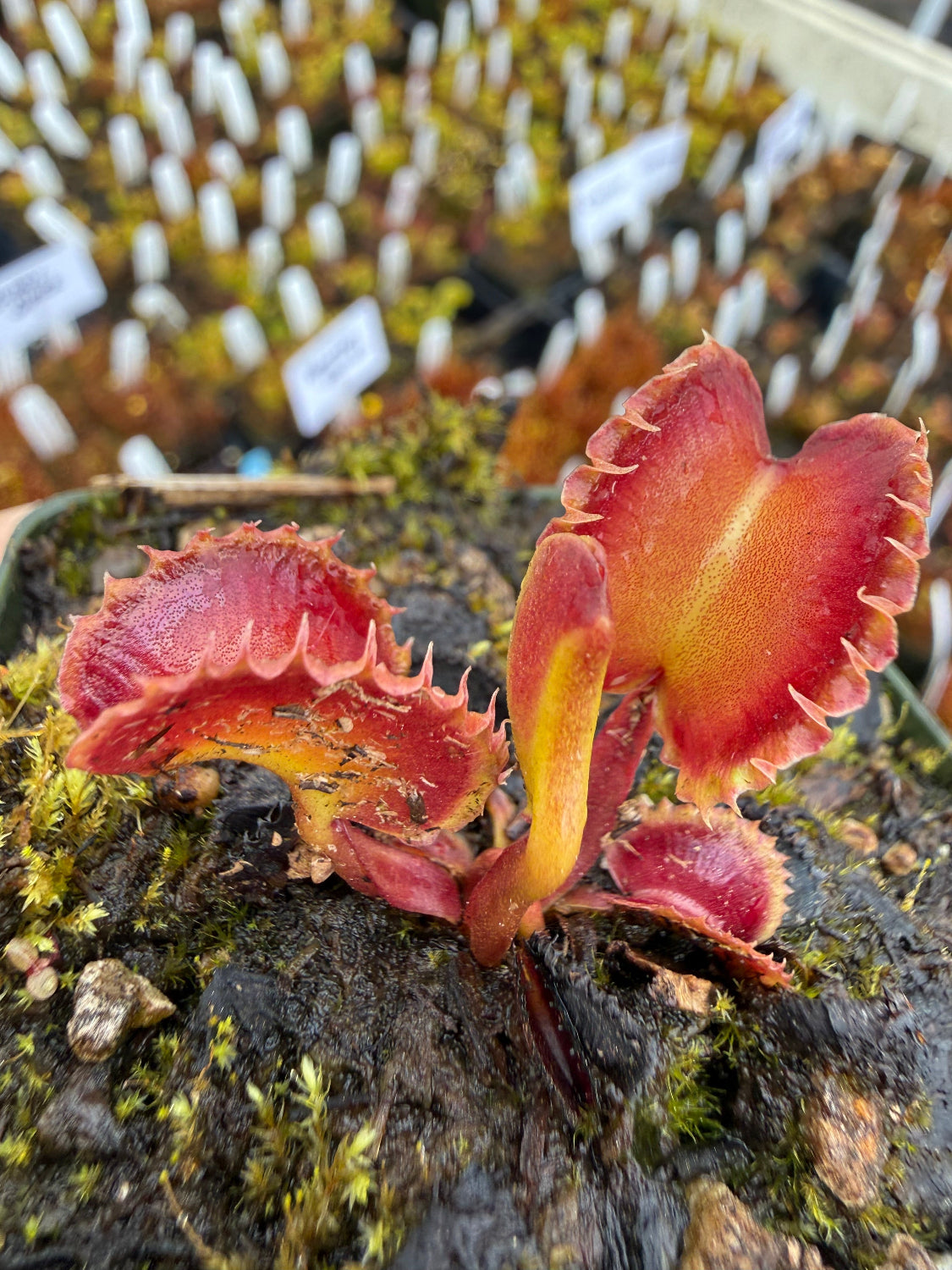 Dionaea Eruption Venus Flytrap