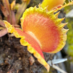 Dionaea Eruption Venus Flytrap