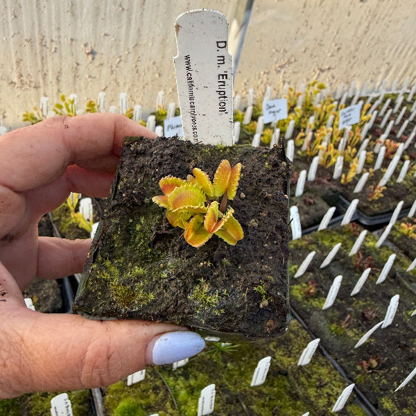 Dionaea Eruption Venus Flytrap