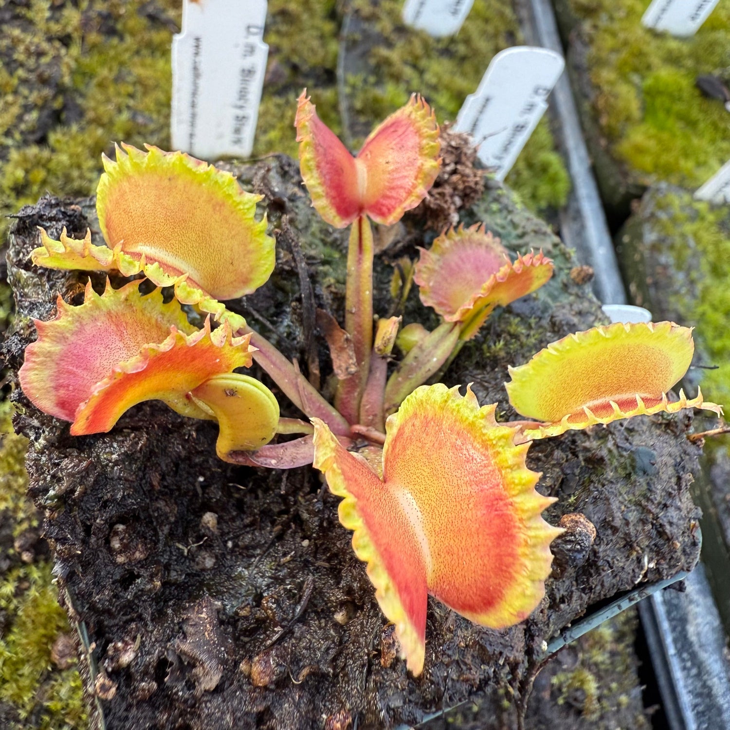 Dionaea Eruption Venus Flytrap