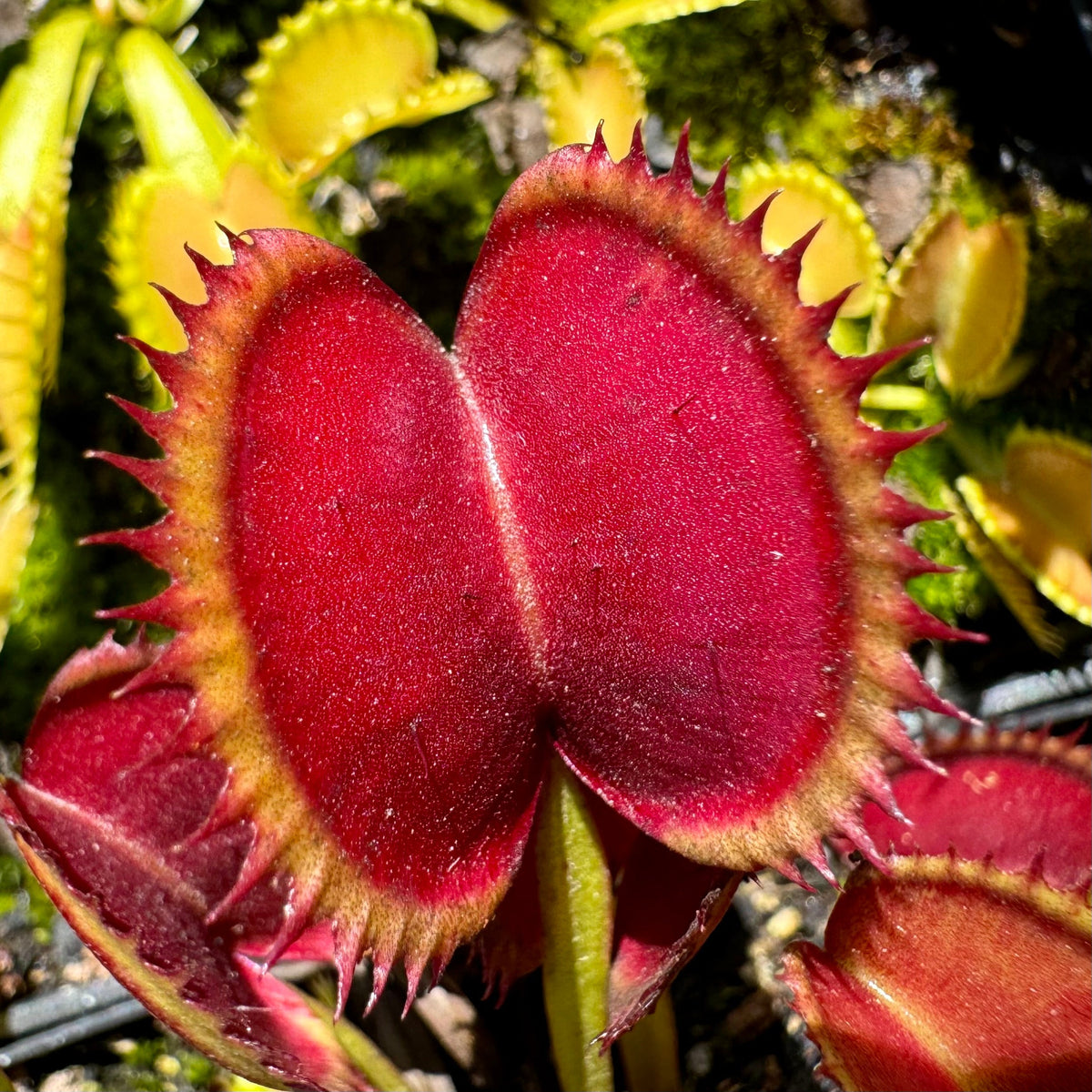 Close up of a bright red venus flytrap with short red teeth
