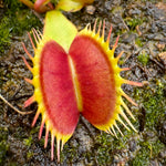 Dionaea Fine Tooth Red Venus Flytrap