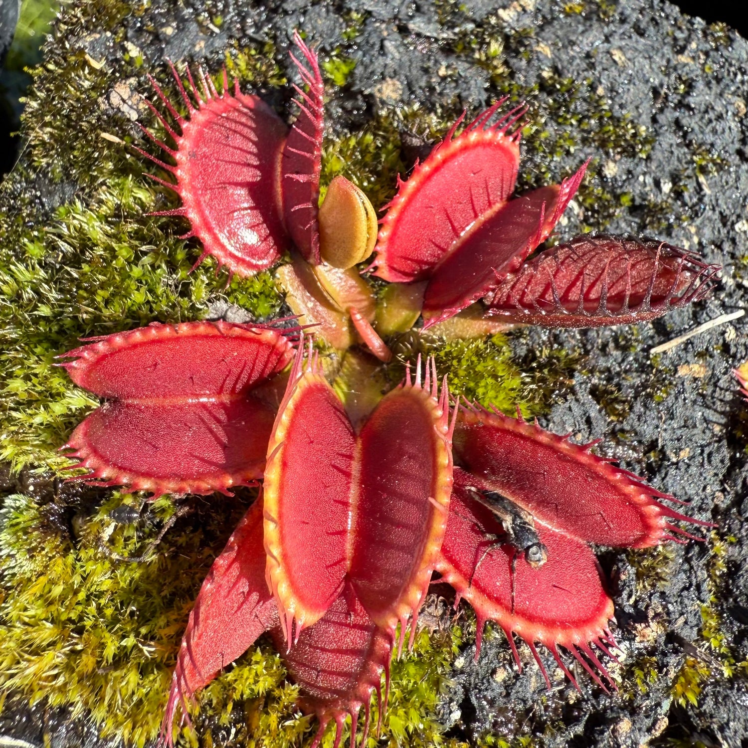 Dionaea GC 14 venus flytrap