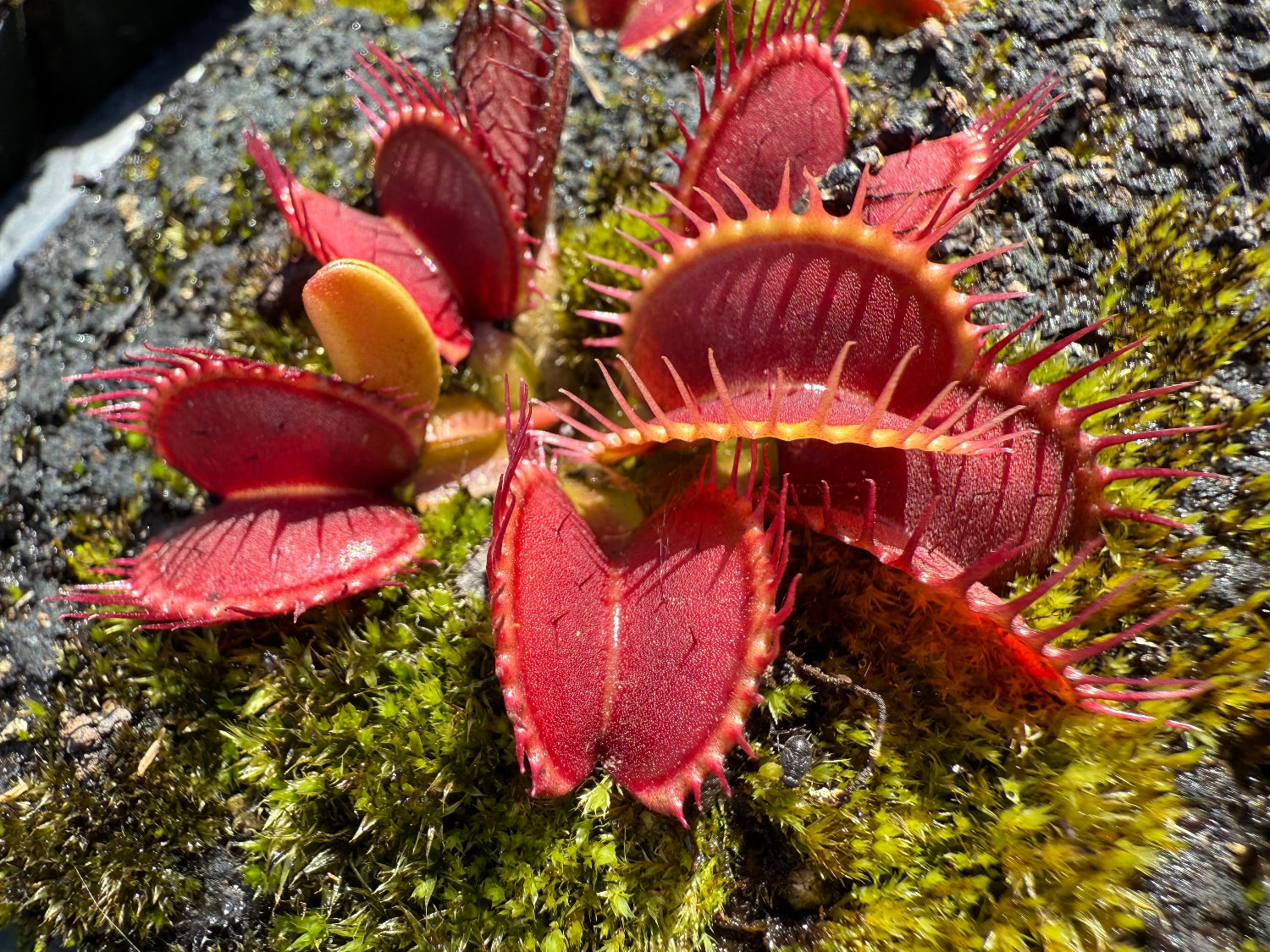 Dionaea GC 14 venus flytrap