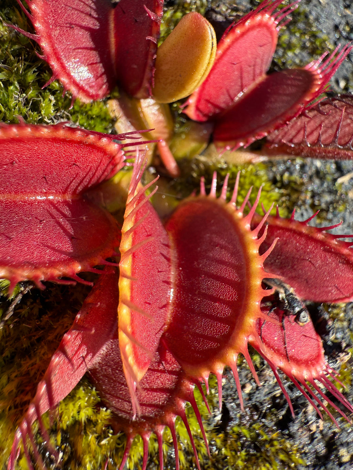 Dionaea GC 14 venus flytrap