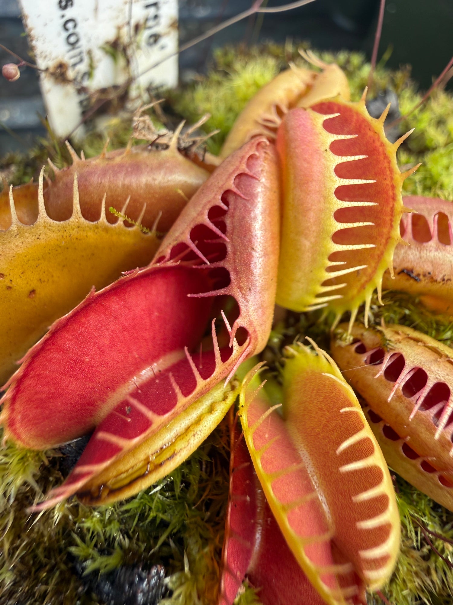 Dionaea GJ Bloody Nurse Venus Flytrap