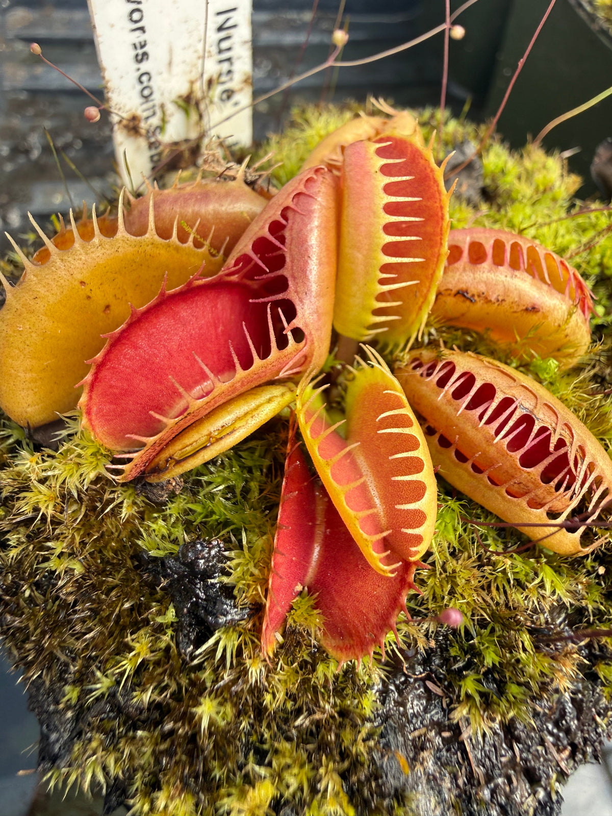Dionaea GJ Bloody Nurse Venus Flytrap