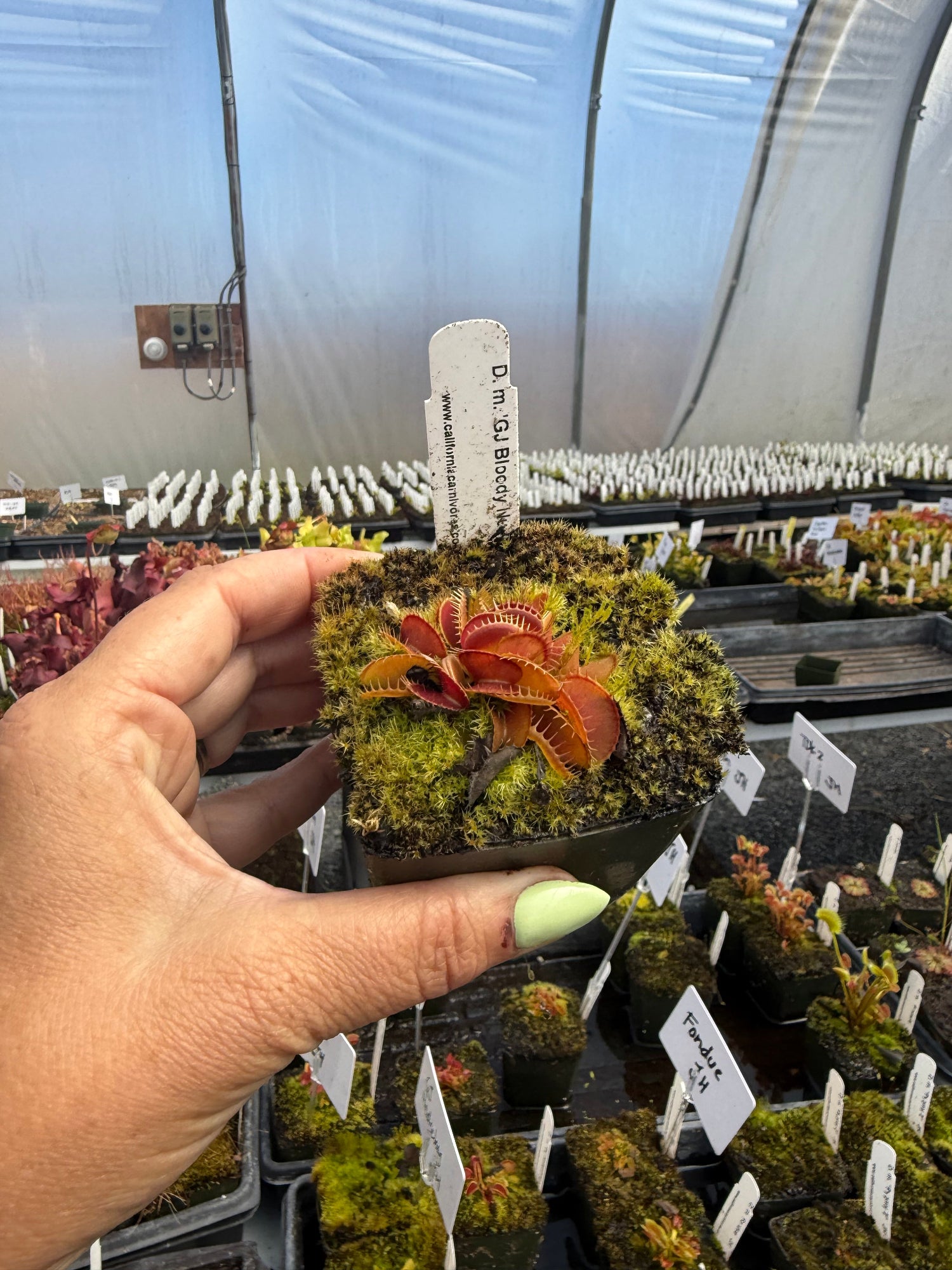 Dionaea GJ Bloody Nurse Venus Flytrap