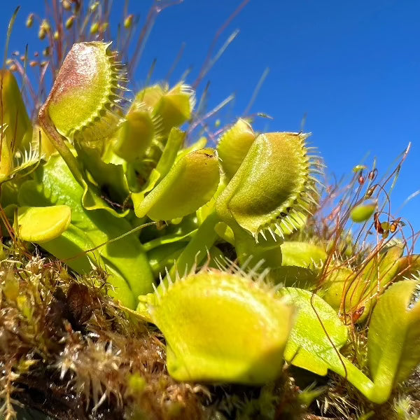 Dionaea GJ Equobia Venus Flytrap