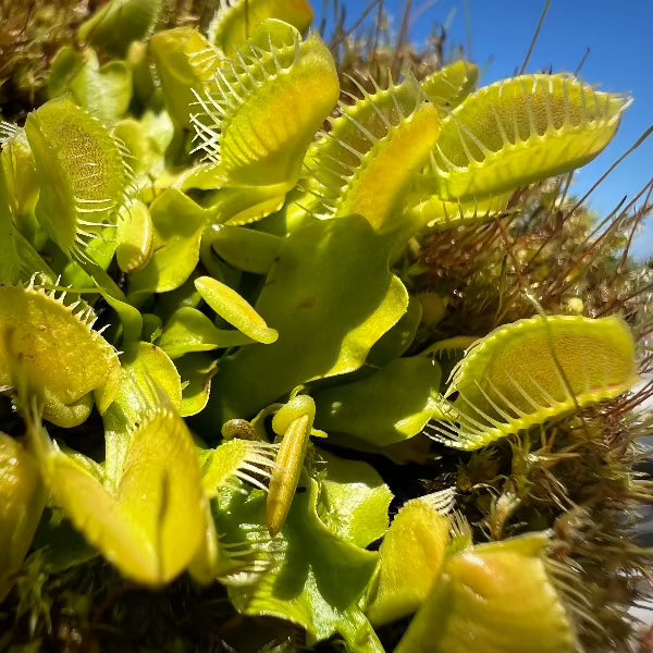Dionaea GJ Equobia
