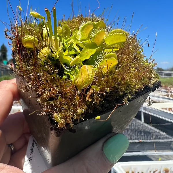 Dionaea GJ Equobia Venus Flytrap