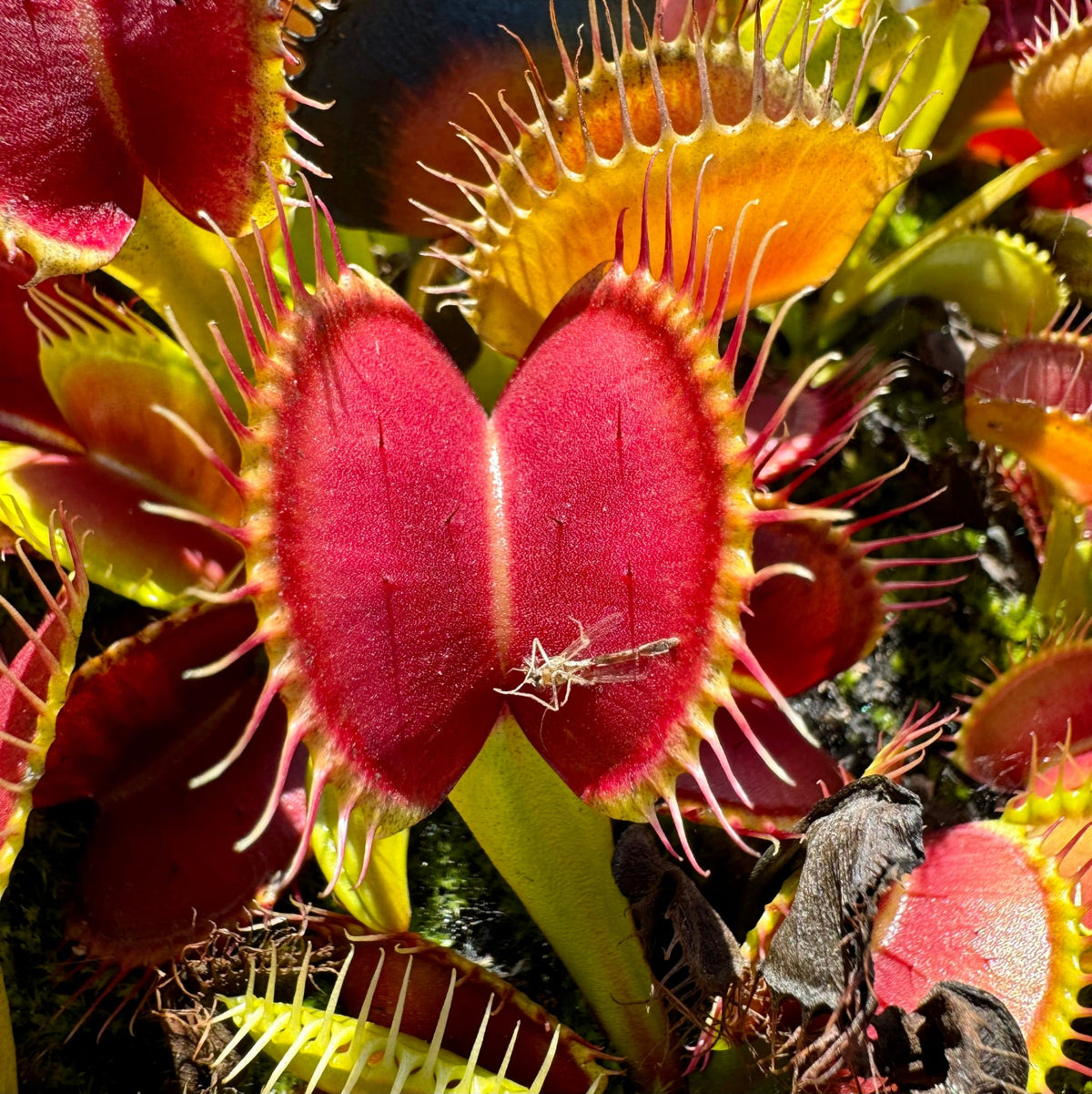 Close-up of a Venus flytrap plant with bright red and yellow-green trap leaves, with a small insect visible inside one trap.