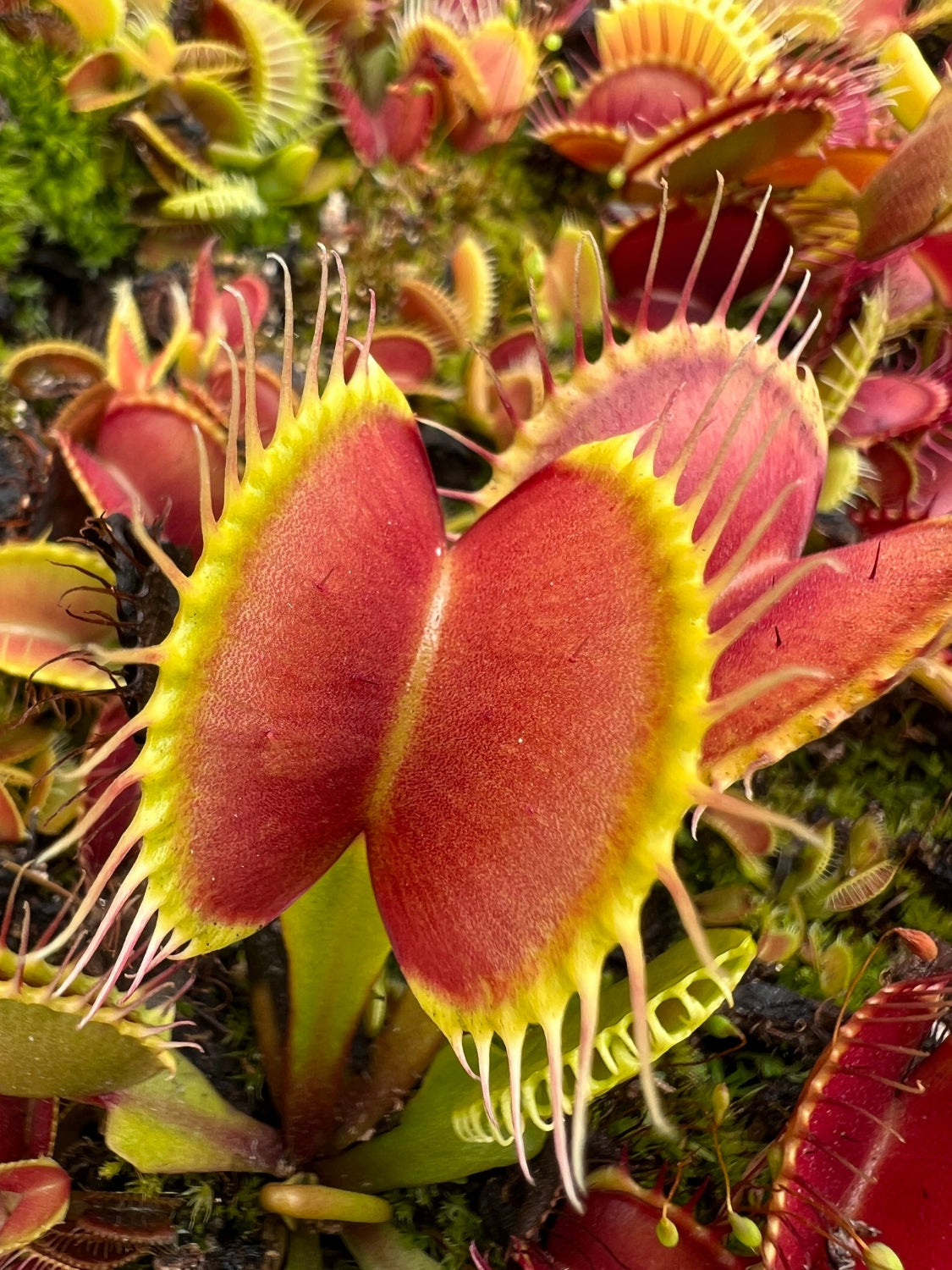 Close-up of Venus flytrap plants with their distinctive red and green leaves.