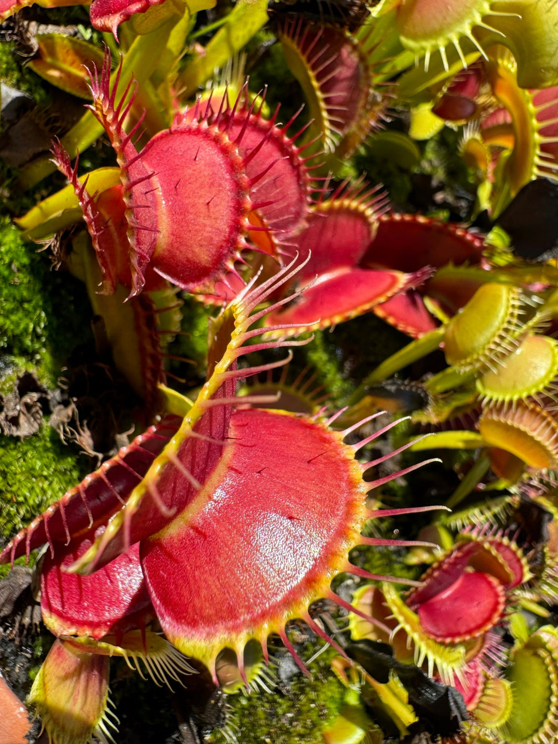 Close-up of a cluster of Venus flytraps showing their bright red and yellow-green trap lobes with fine hairs, growing among green moss.