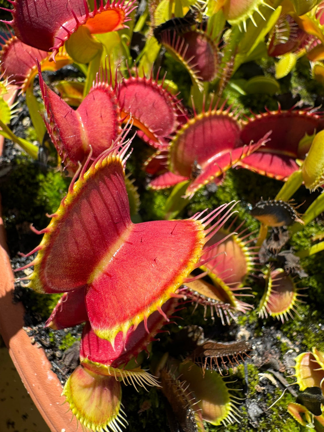 Dionaea m. 'Ginormous' Potted