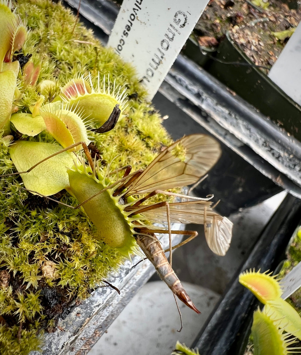 Drosera plant with a trapped insect in a greenhouse