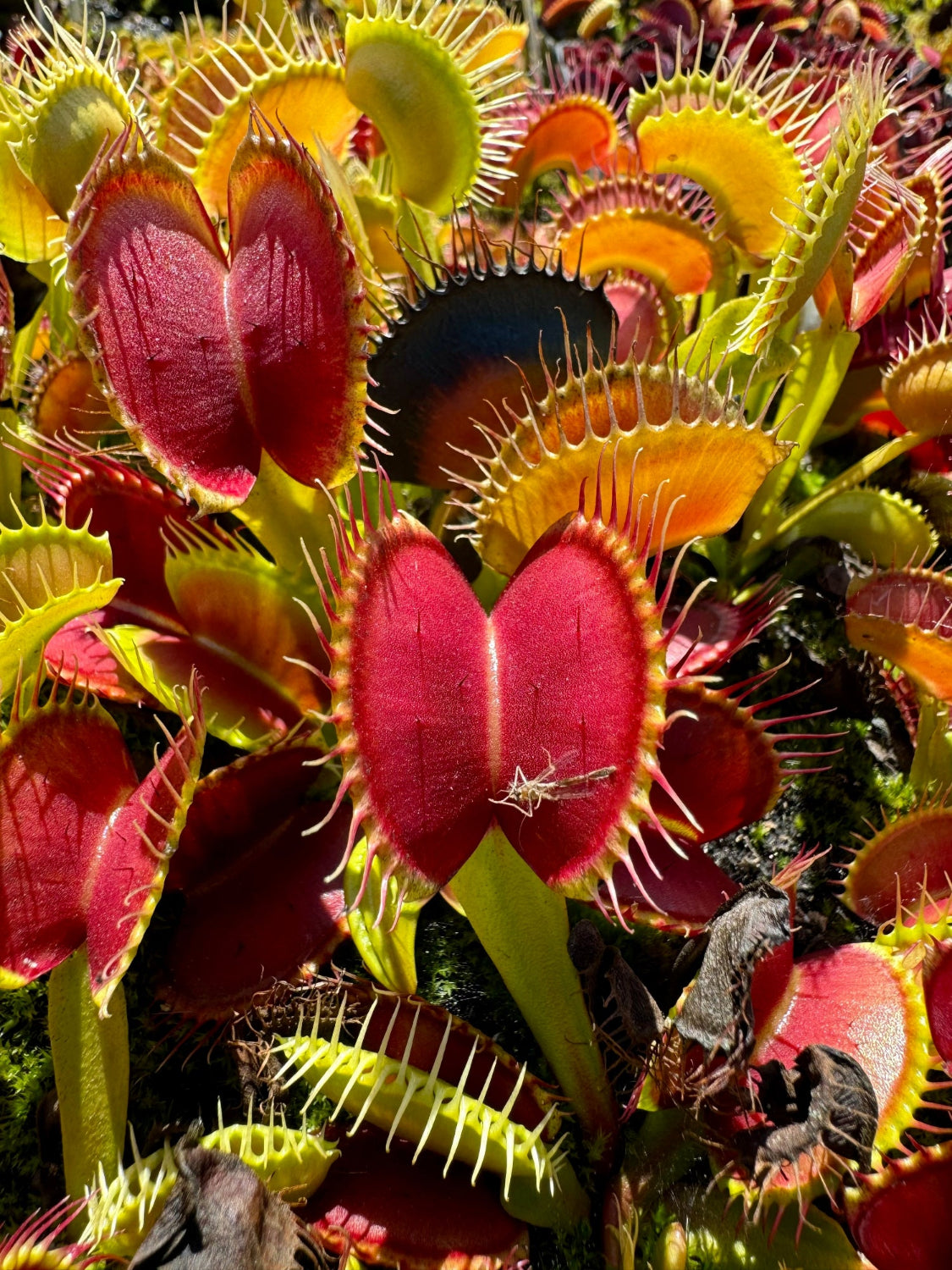 Close-up of a Venus flytrap plant with bright red and yellow trap leaves, detailed with fine white hairs and set against a natural outdoor background.