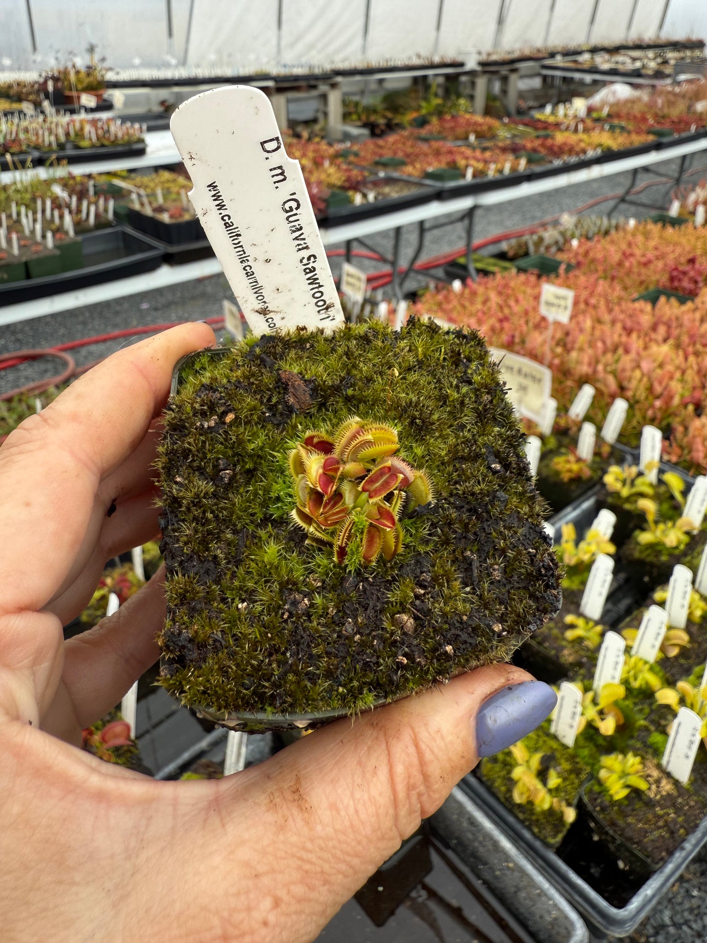 Moss pot with a small plant held by a hand in a greenhouse setting