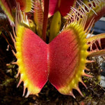 Dionaea Harpy Venus Flytrap