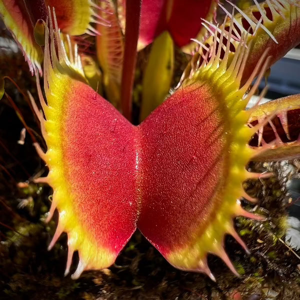 Dionaea Harpy Venus Flytrap