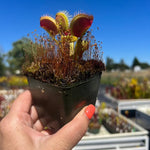 Dionaea Harpy
