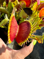 Dionaea Jabberwocky Venus Flytrap