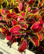 Dionaea Jabberwocky Venus Flytrap