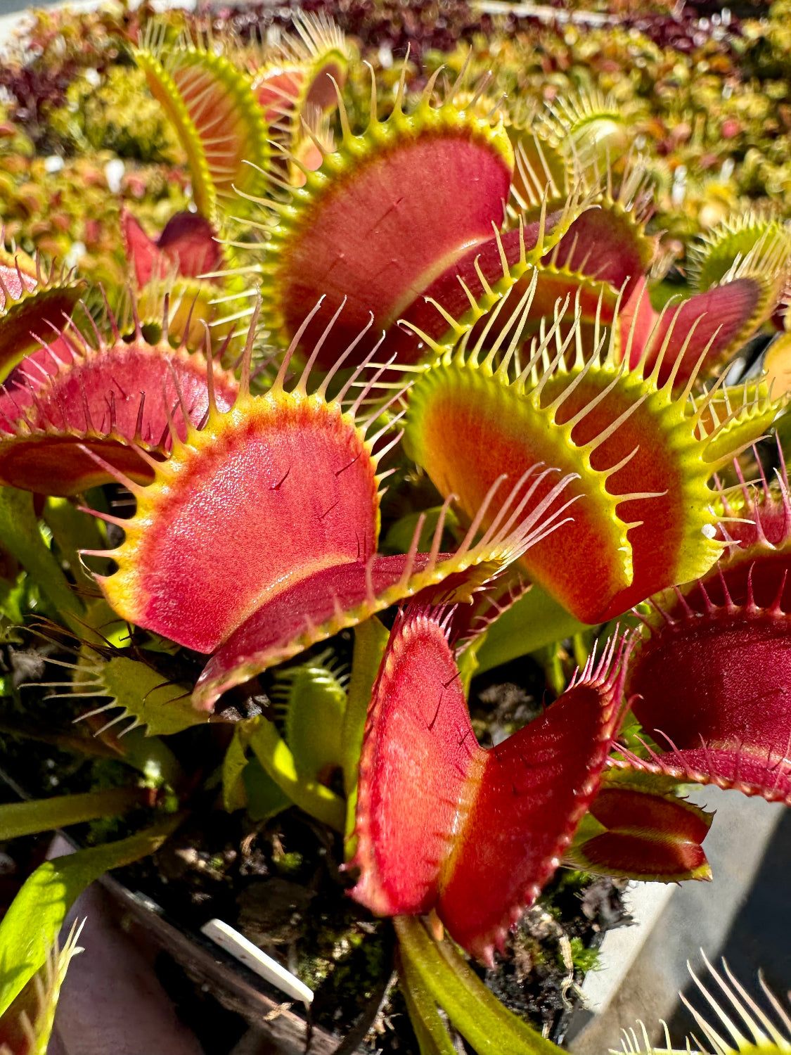 Dionaea Jabberwocky Venus Flytrap