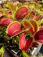 Dionaea Jabberwocky Venus Flytrap