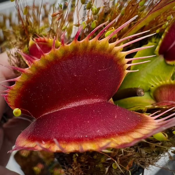 A close up of a bright red venus flytrap with long lashes 